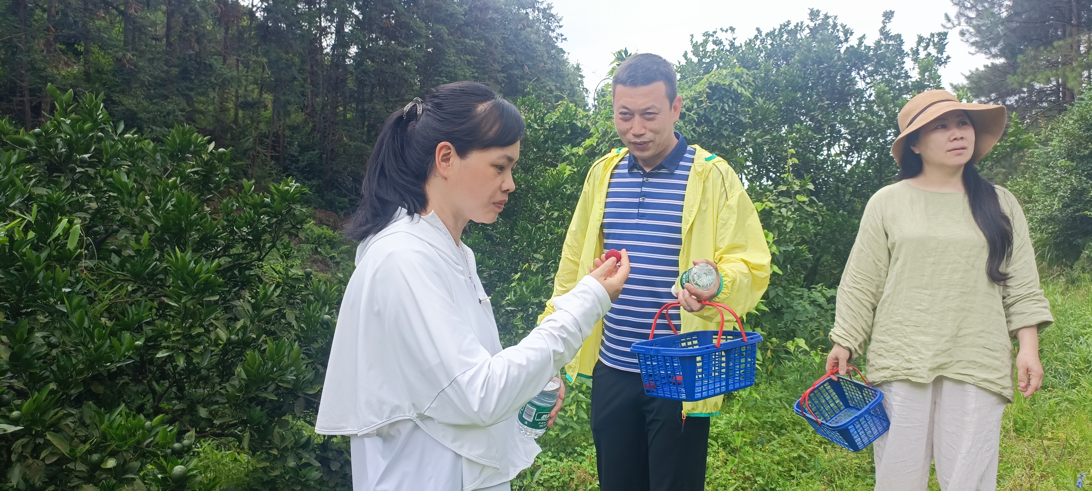 聚博企业外脑会员团建|摘杨梅啦！共享美好时光！